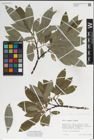 Foto von Salix laggeri Wimm.